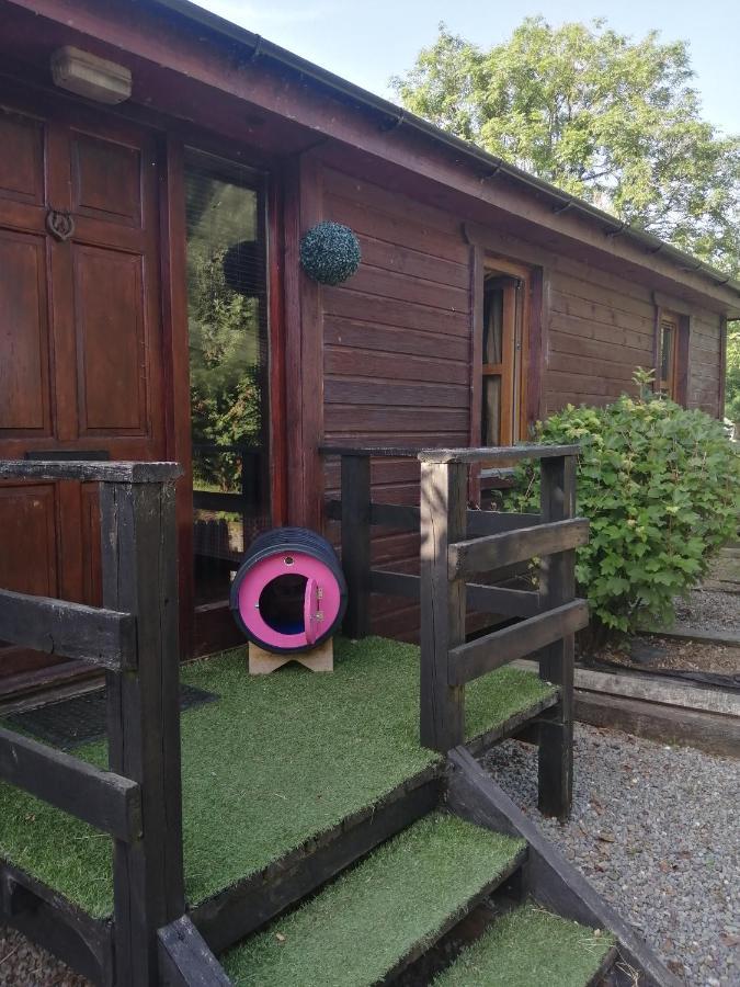 Stay With Your Pet Cill Airne Exteriör bild