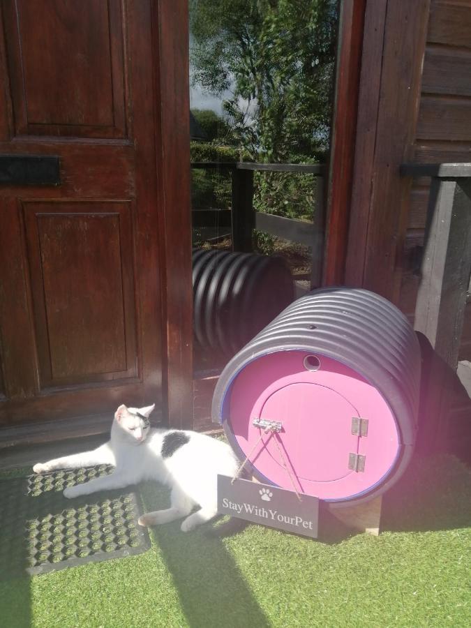 Stay With Your Pet Cill Airne Exteriör bild